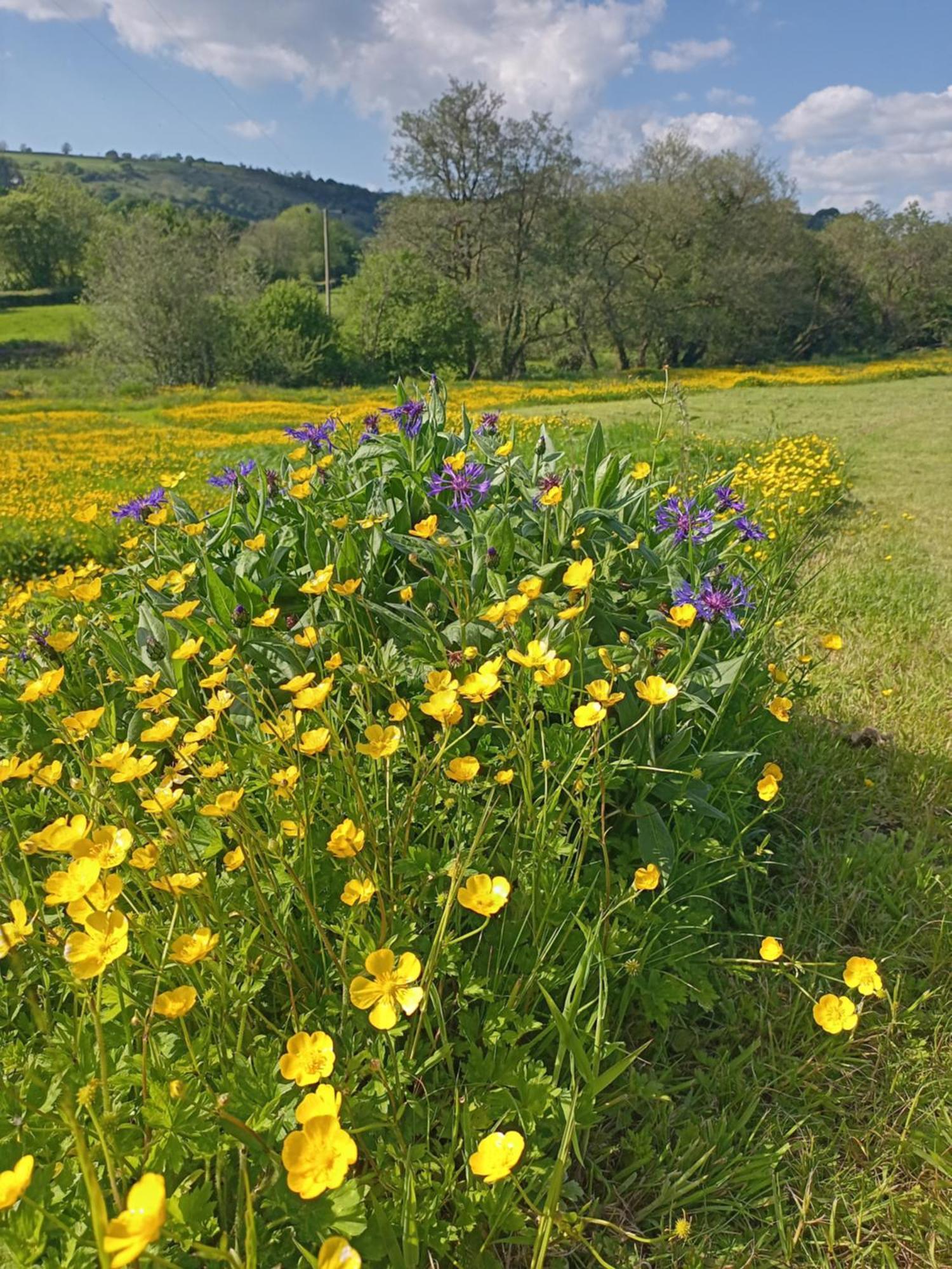 ホテル Oak Tree Farm Llanfynydd エクステリア 写真